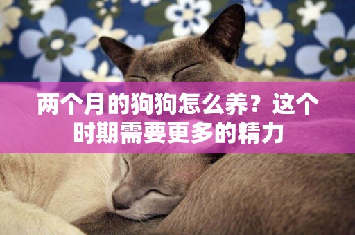 兩個月的狗狗怎么養？這個時期需要更多的精力