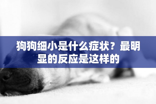 狗狗細小是什么癥狀？最明顯的反應是這樣的