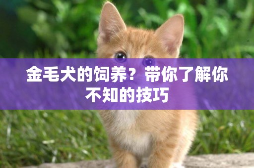 金毛犬的飼養？帶你了解你不知的技巧