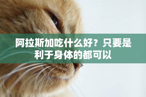 阿拉斯加吃什么好？只要是利于身體的都可以