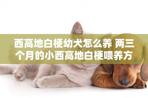 西高地白梗幼犬怎么養 兩三個月的小西高地白梗喂養方法
