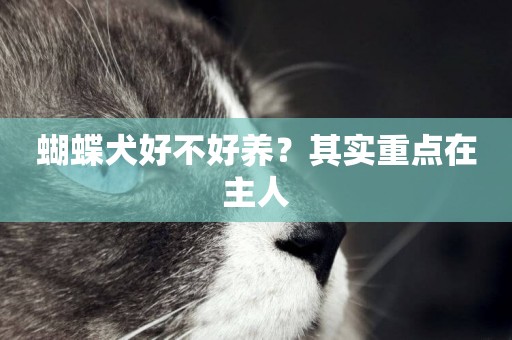 蝴蝶犬好不好養？其實重點在主人