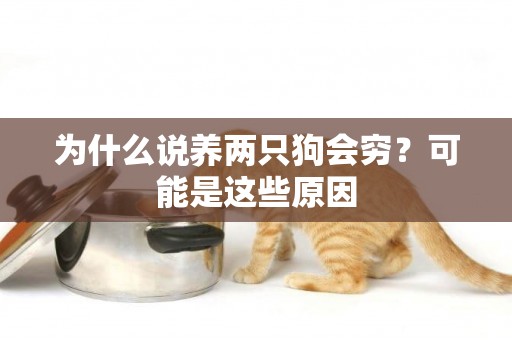 為什么說養兩只狗會窮？可能是這些原因