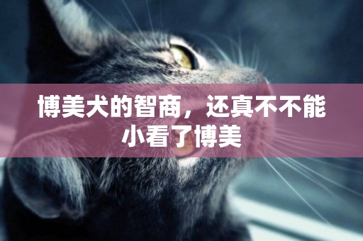 博美犬的智商，還真不不能小看了博美