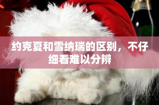 約克夏和雪納瑞的區別，不仔細看難以分辨