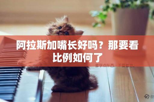 阿拉斯加嘴長好嗎？那要看比例如何了