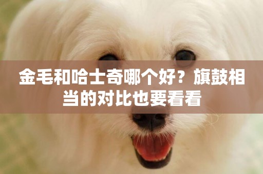 金毛和哈士奇哪個好？旗鼓相當的對比也要看看
