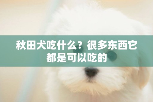 秋田犬吃什么？很多東西它都是可以吃的