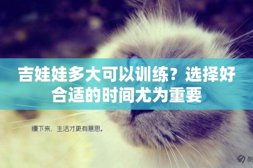 吉娃娃多大可以訓練？選擇好合適的時間尤為重要