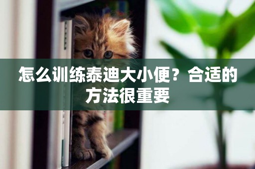 怎么訓練泰迪大小便？合適的方法很重要