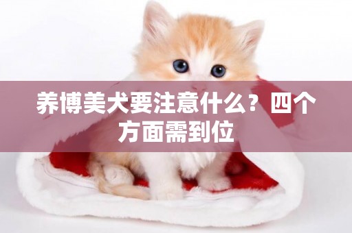 養博美犬要注意什么？四個方面需到位