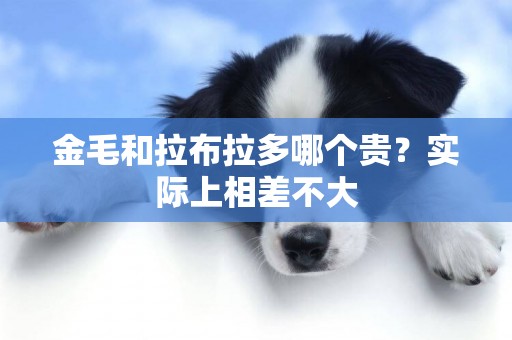 金毛和拉布拉多哪個貴？實際上相差不大