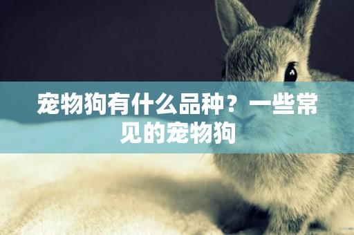 寵物狗有什么品種？一些常見的寵物狗