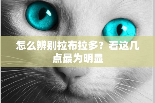 怎么辨別拉布拉多？看這幾點最為明顯