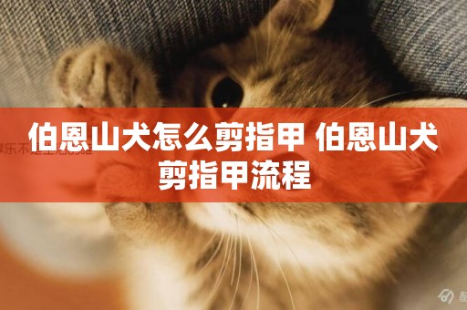 伯恩山犬怎么剪指甲 伯恩山犬剪指甲流程