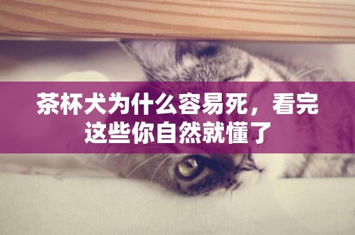 茶杯犬為什么容易死，看完這些你自然就懂了