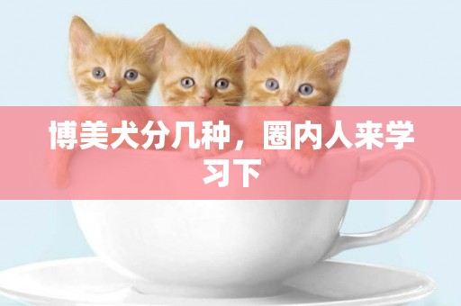 博美犬分幾種，圈內人來學習下