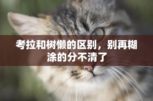 考拉和樹懶的區別，別再糊涂的分不清了