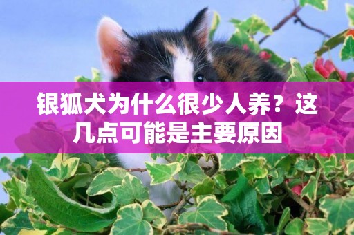 銀狐犬為什么很少人養？這幾點可能是主要原因
