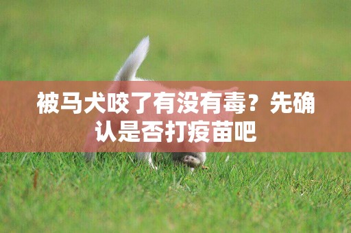 被馬犬咬了有沒有毒？先確認是否打疫苗吧