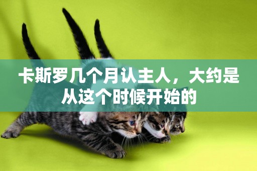 卡斯羅幾個月認主人，大約是從這個時候開始的