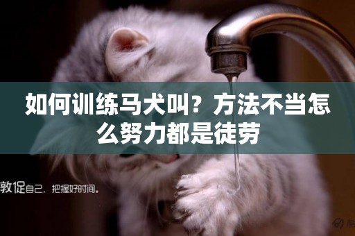 如何訓練馬犬叫？方法不當怎么努力都是徒勞