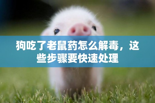 狗吃了老鼠藥怎么解毒，這些步驟要快速處理