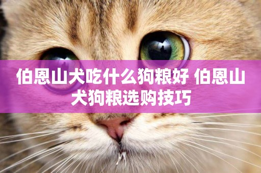 伯恩山犬吃什么狗糧好 伯恩山犬狗糧選購技巧