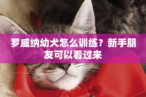 羅威納幼犬怎么訓練？新手朋友可以看過來
