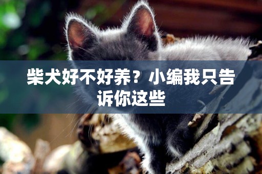 柴犬好不好養？小編我只告訴你這些