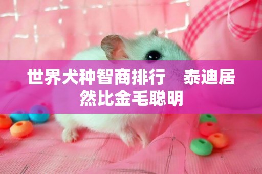 世界犬種智商排行　泰迪居然比金毛聰明