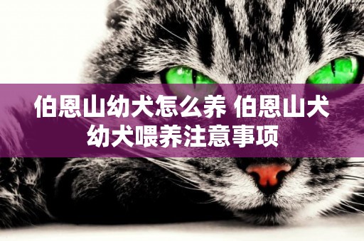伯恩山幼犬怎么養 伯恩山犬幼犬喂養注意事項