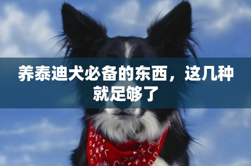 養泰迪犬必備的東西，這幾種就足夠了
