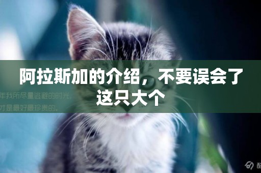 阿拉斯加的介紹，不要誤會了這只大個
