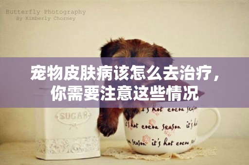 寵物皮膚病該怎么去治療，你需要注意這些情況