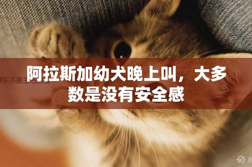 阿拉斯加幼犬晚上叫，大多數是沒有安全感