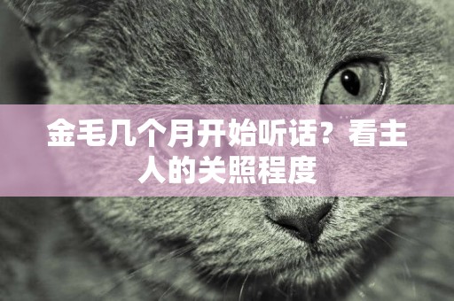 金毛幾個月開始聽話？看主人的關照程度