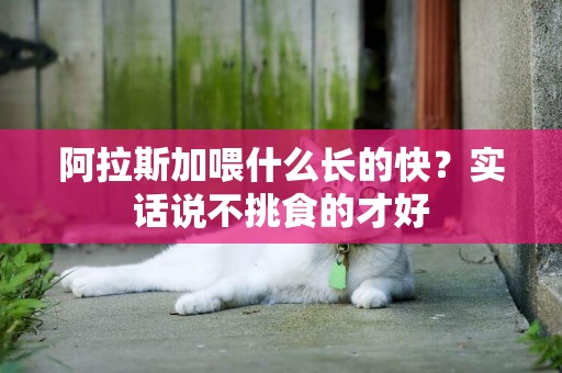 阿拉斯加喂什么長的快？實話說不挑食的才好