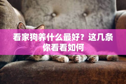 看家狗養什么最好？這幾條你看看如何