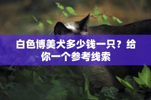 白色博美犬多少錢一只？給你一個參考線索