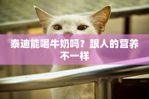 泰迪能喝牛奶嗎？跟人的營養不一樣