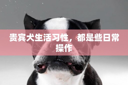 貴賓犬生活習性，都是些日常操作
