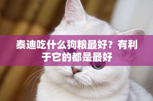 泰迪吃什么狗糧最好？有利于它的都是最好