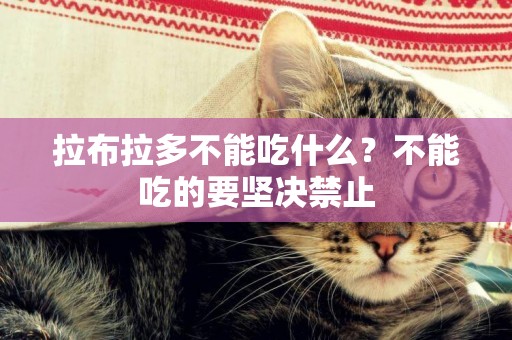 拉布拉多不能吃什么？不能吃的要堅決禁止