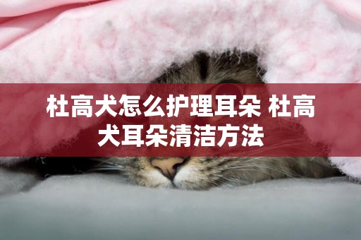杜高犬怎么護理耳朵 杜高犬耳朵清潔方法