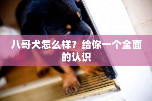 八哥犬怎么樣？給你一個全面的認識