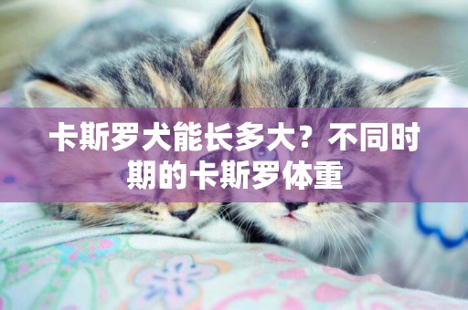 卡斯羅犬能長多大？不同時期的卡斯羅體重