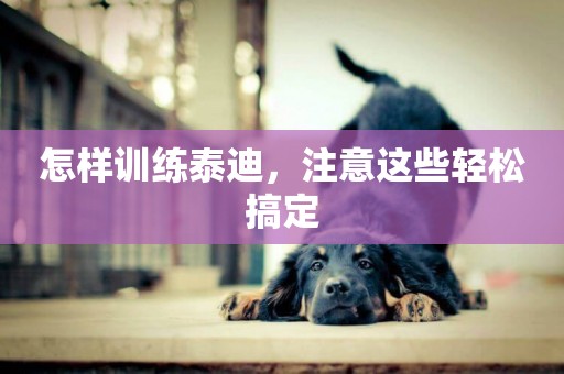 怎樣訓練泰迪，注意這些輕松搞定