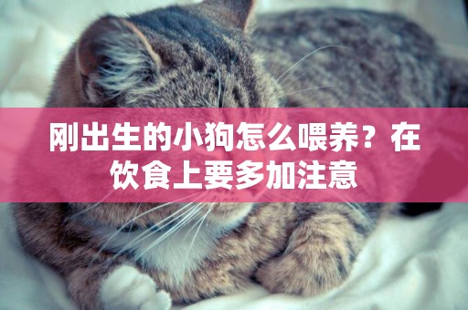 剛出生的小狗怎么喂養？在飲食上要多加注意