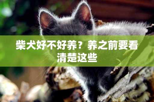 柴犬好不好養？養之前要看清楚這些